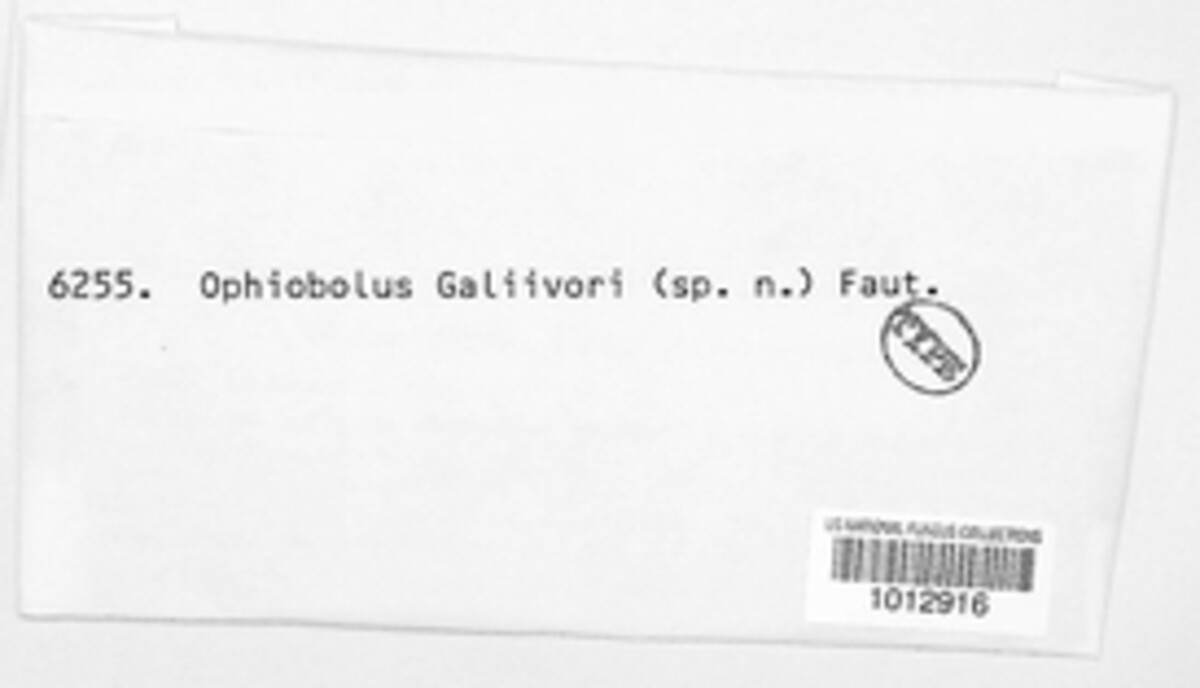 Ophiobolus galii-veri image